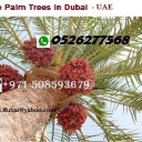 date-palm-tree-6492819 - Copy